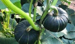 呱呱爆料吃瓜网红,揭秘吃瓜网红背后的故事